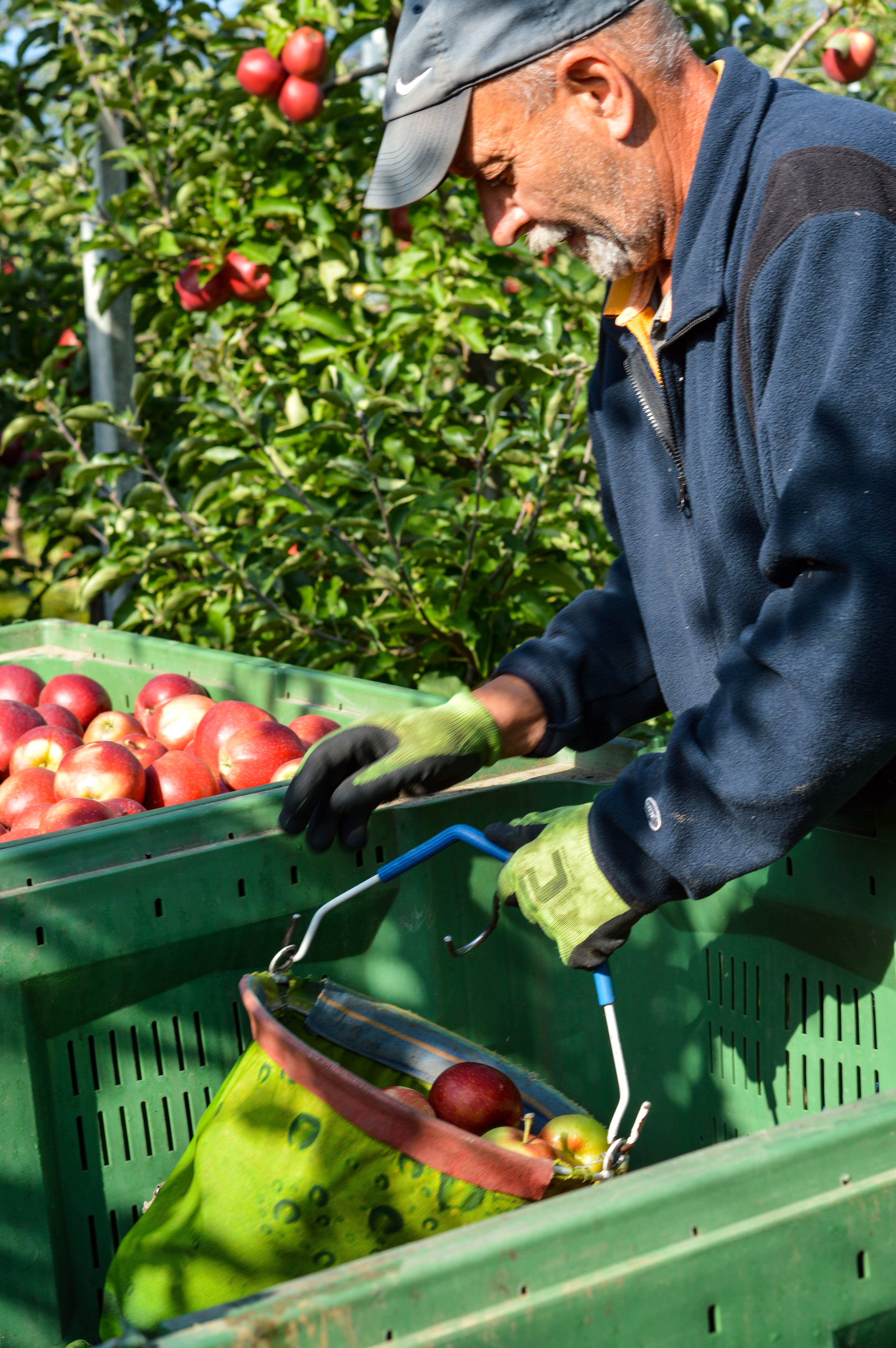 Kofola becomes owner of apple orchards in the Czech Republic  and co-owner of coffee plantations in Colombia